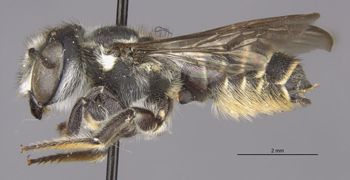 Media type: image;   Entomology 16268 Aspect: habitus lateral view
